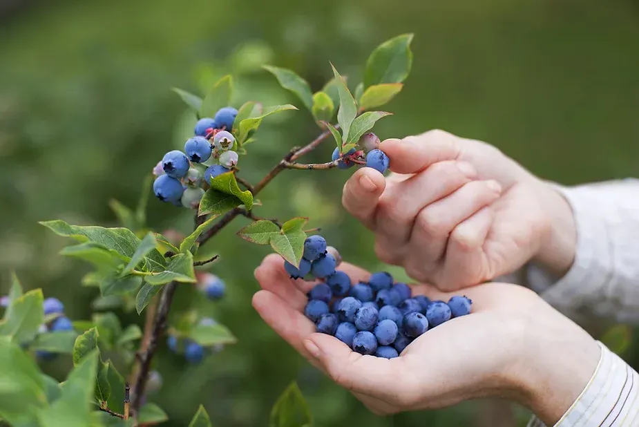 Blueberries on the vine.