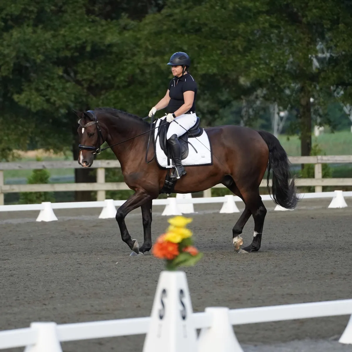 The Illusion of Control in Dressage