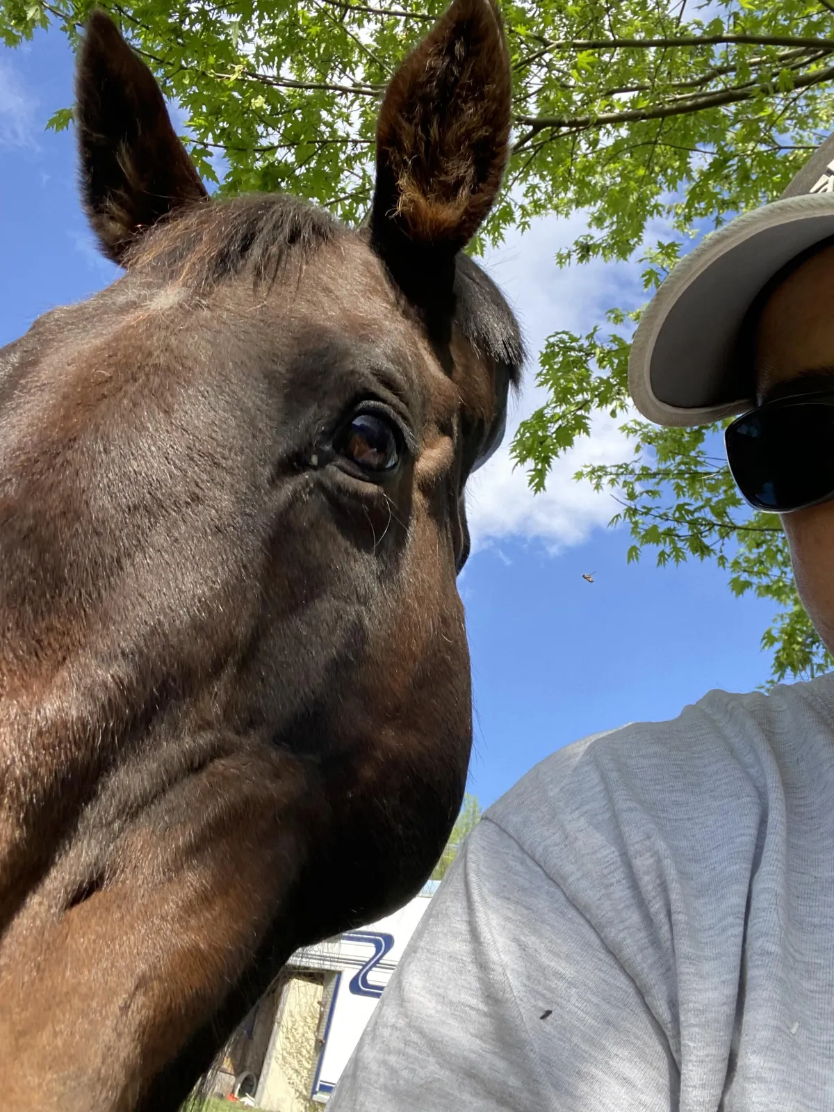 Embracing Imperfection: What Horses Know That We Forget

