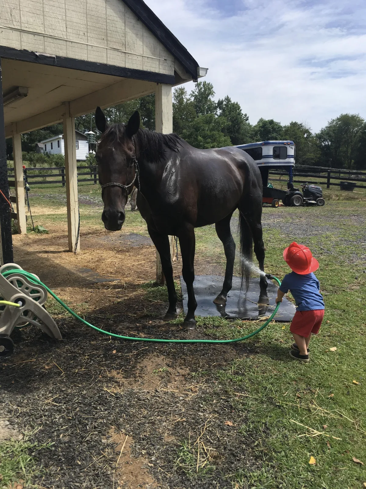horse washing