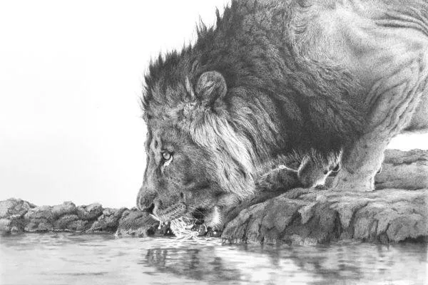 Dreams to Drawing: A 28-Day Journey for Animal Artists using Graphite