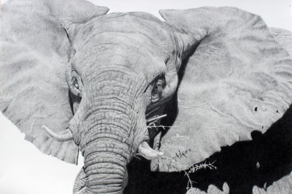 How Do I Start Drawing Realistic Animals with Graphite Pencils?