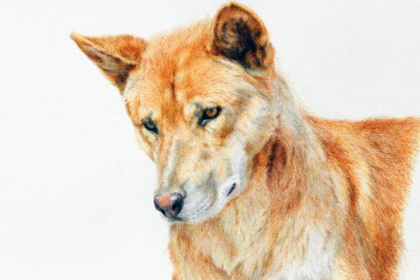 A Colour-Focused Approach to Improving Your Animal Artwork