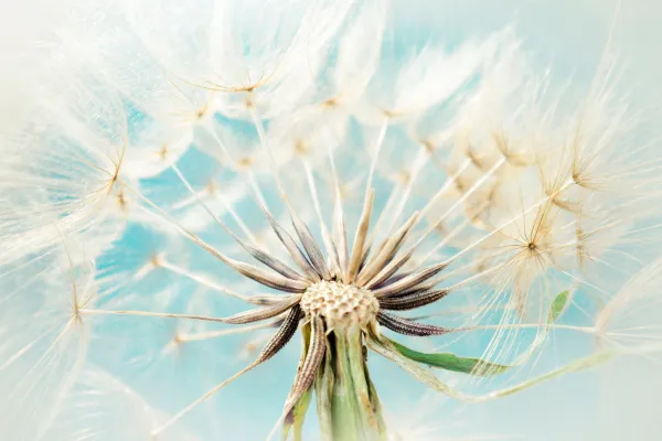 Close-up of a dandelion in soft focus against a blue background, symbolizing trust in the body, intuition, and the delicate unfolding of a healing journey.