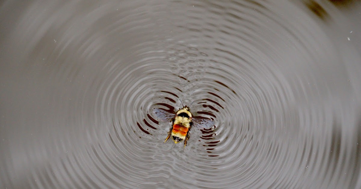 a Hunt's Bumble Bee (Bombus huntii) on the surface of water, creating ripples.
