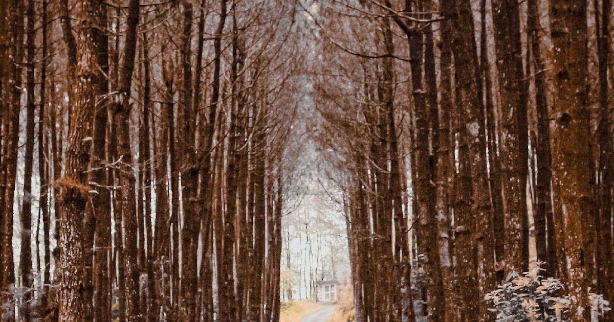 treeline of choice