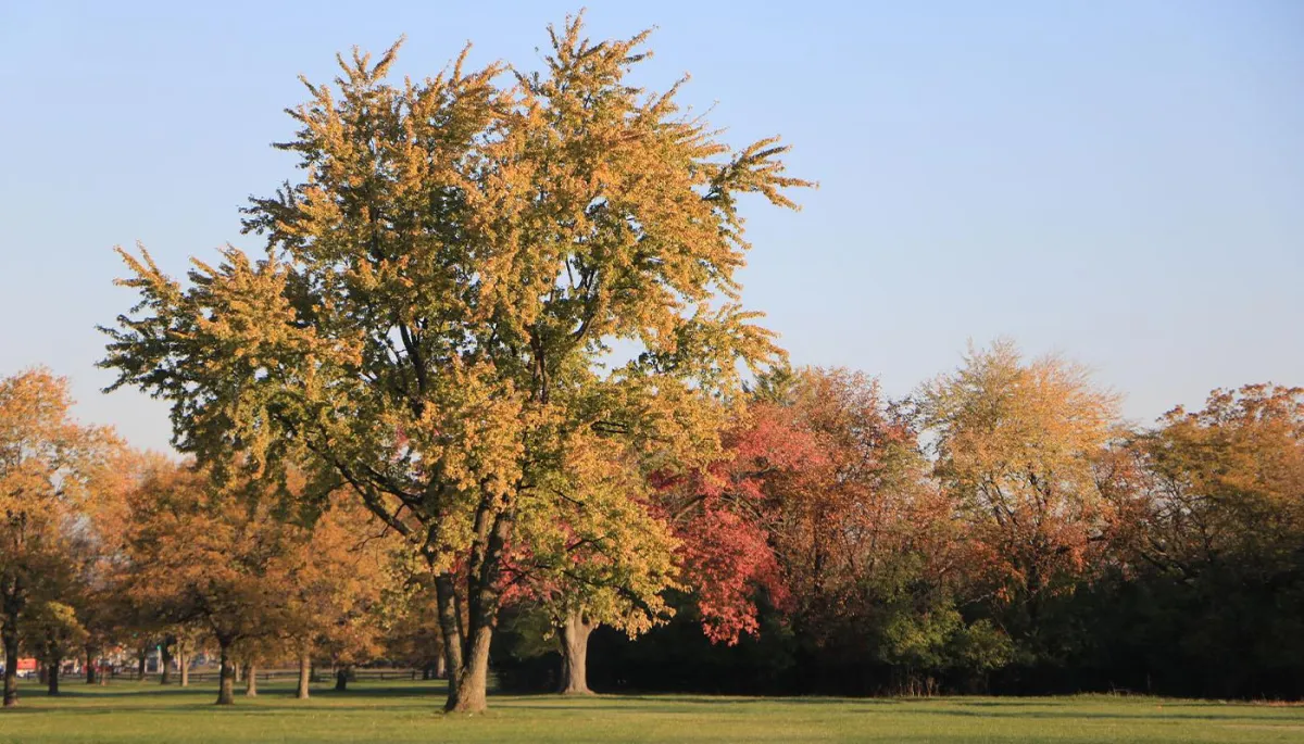 Kick Back & Breathe Deep at Miller Meadow Park — Addison’s Sweet Spot for Nature and Chill Vibes