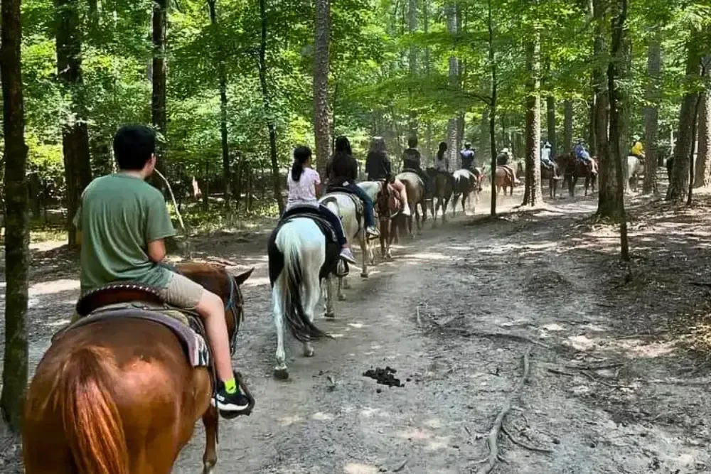 Group horseback riding through lush, scenic forest trails.