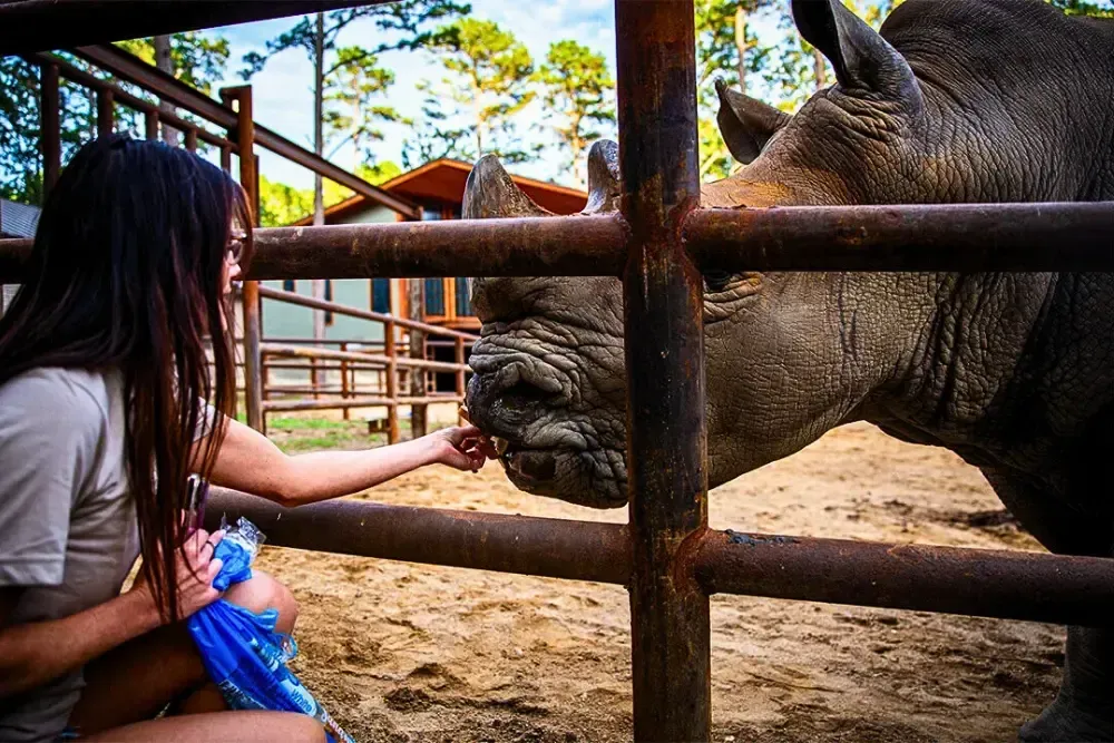 Person feeding a rhinoceros through a zoo fence, close interaction.