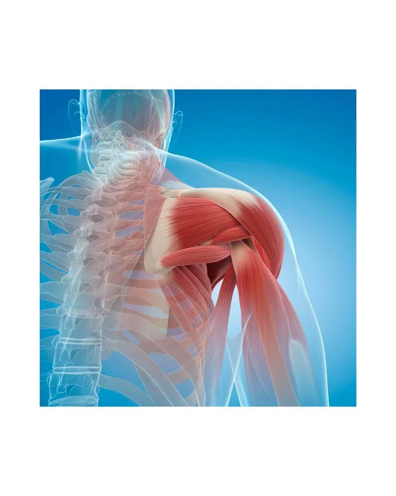 Rotator Cuff