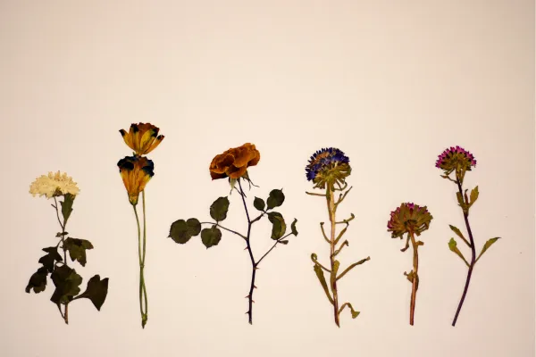 herbal infusions and their health benefits