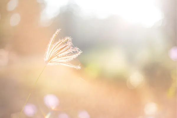 soft morning light