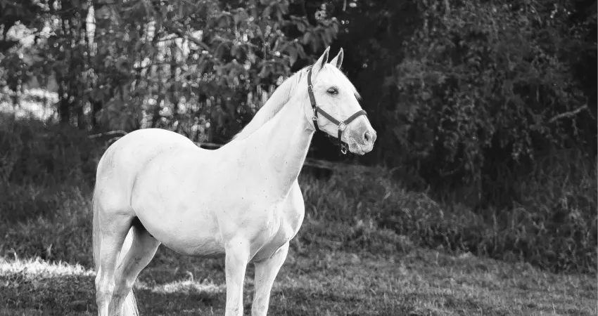 Young Spanish Stallion developing the Spanish Walk