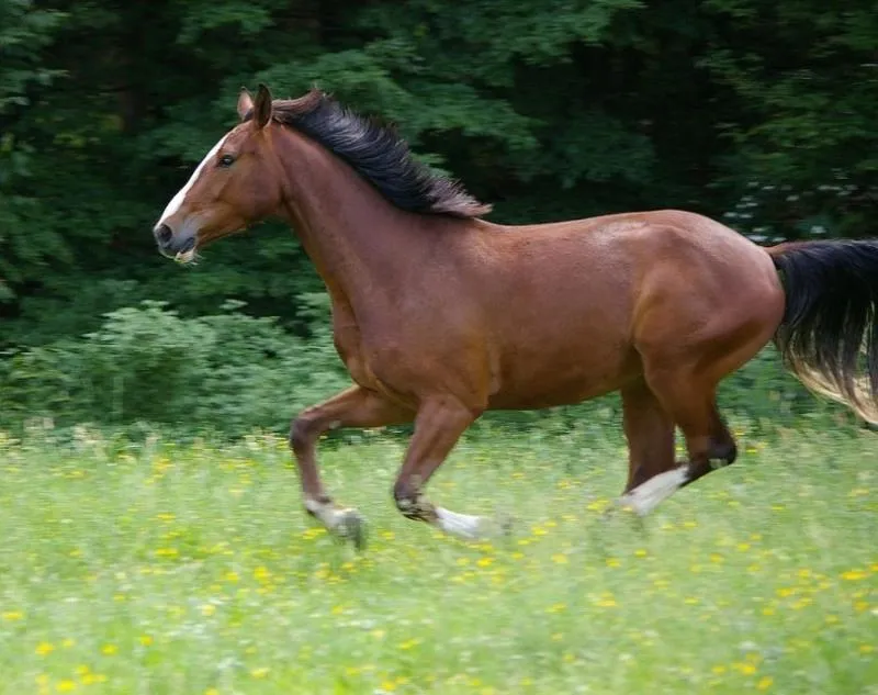 What does it mean to make your horse “round” and what does it entail?