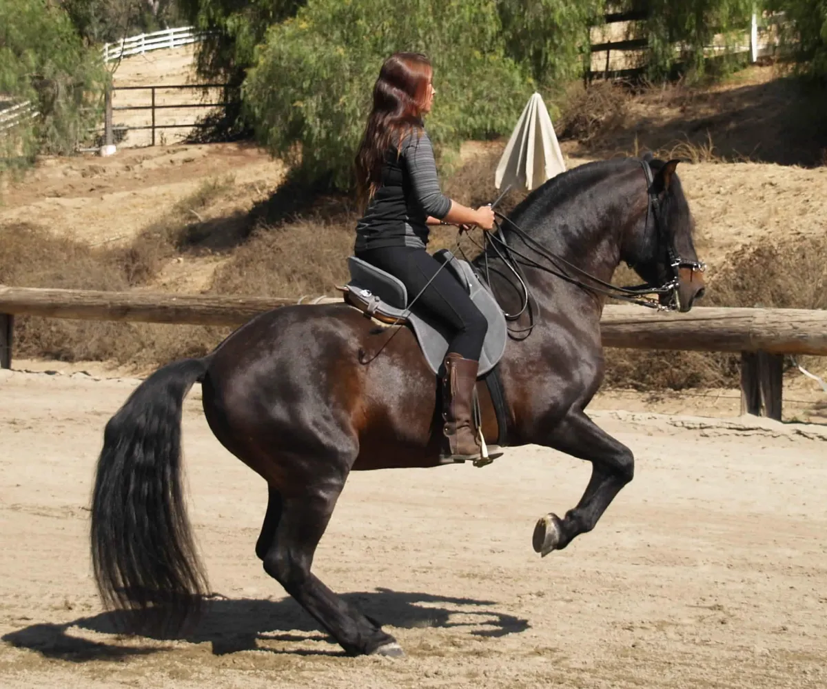 Training Classical Dressage