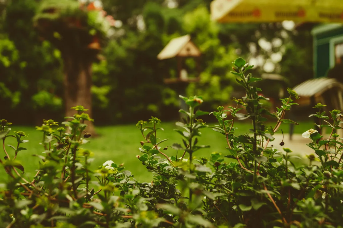 Unique Trends Shaping Custom Home Garden Design