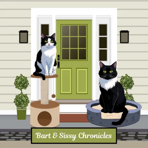 Two tuxedo cats relaxing on a porch—Sissy lounges atop a cat tree while Bart rests in a cozy cat bed, enjoying a peaceful moment together.