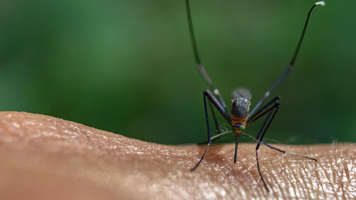 Image of a mosquito bitting a hand