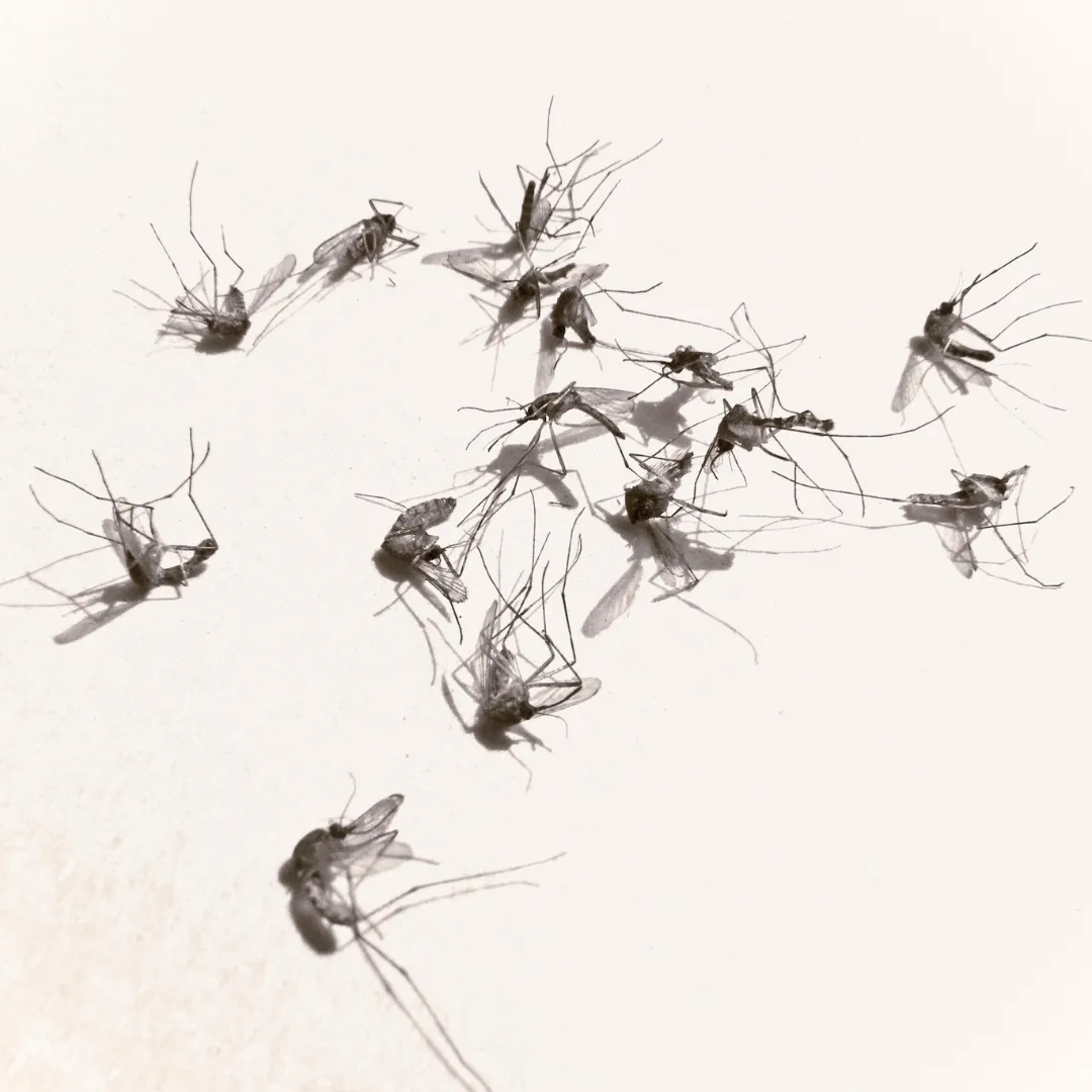 Mosquito Control Huntsville AL: Risks & Prevention