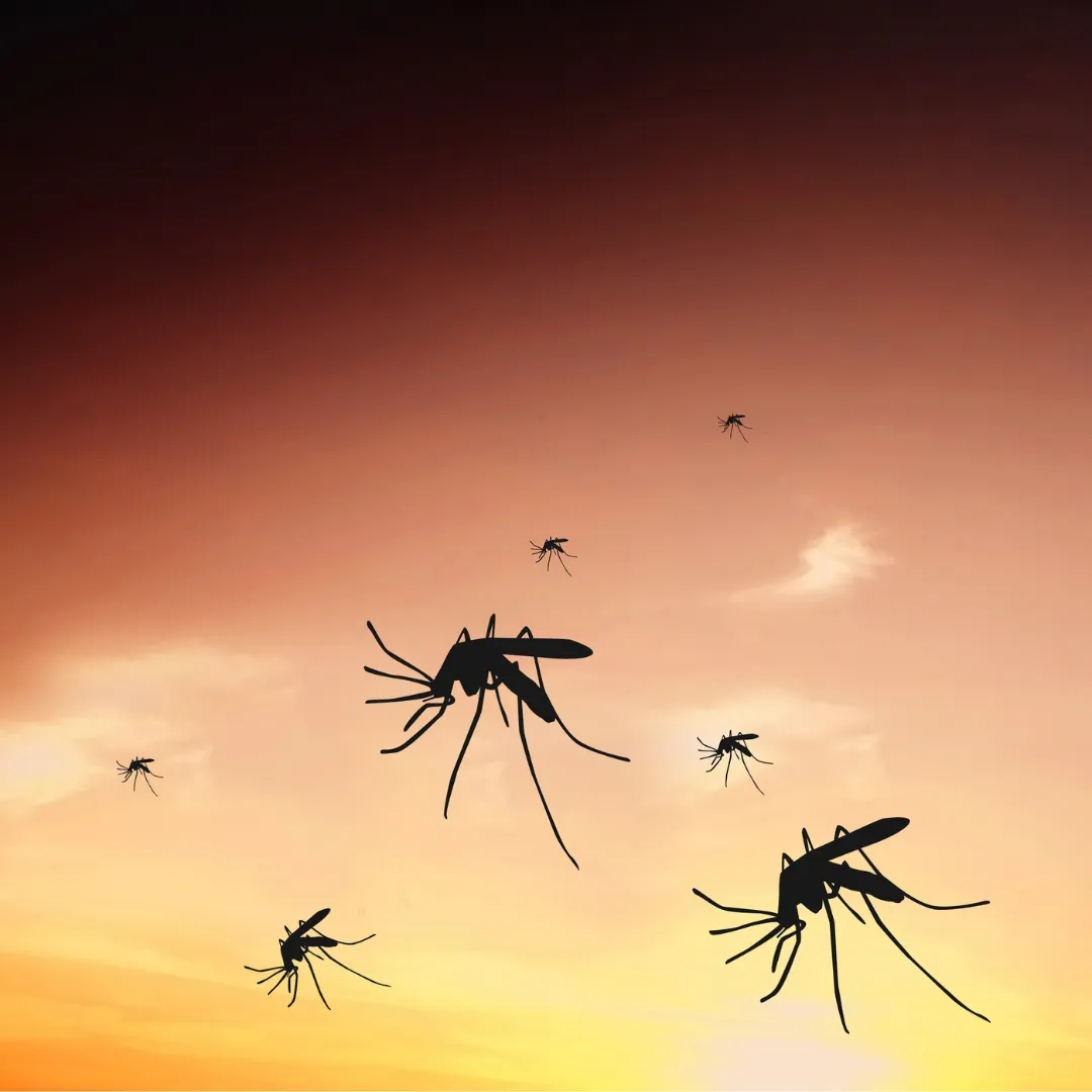 Pest Control Huntsville AL: Guide to 5 Common Pests