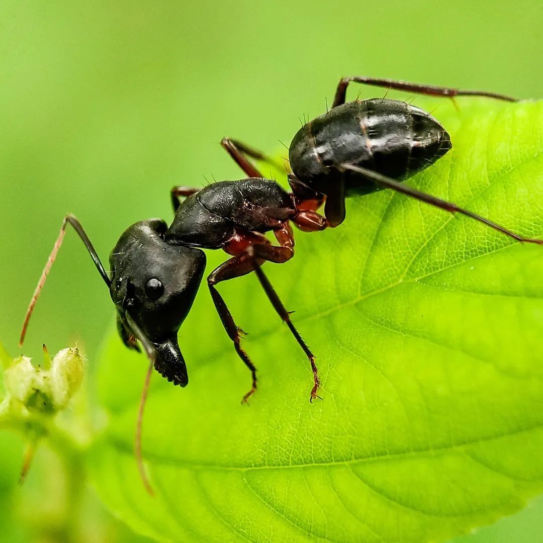 Termite Inspection Huntsville AL: Fall Moisture Guide