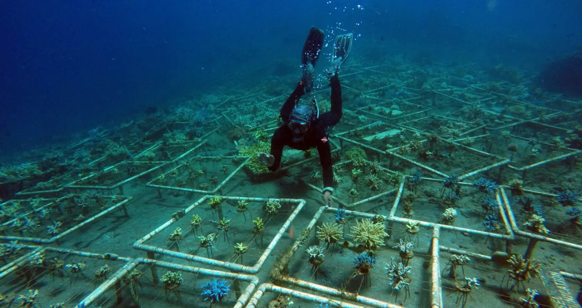 The Role of Artificial Reefs in Marine Ecosystem Restoration