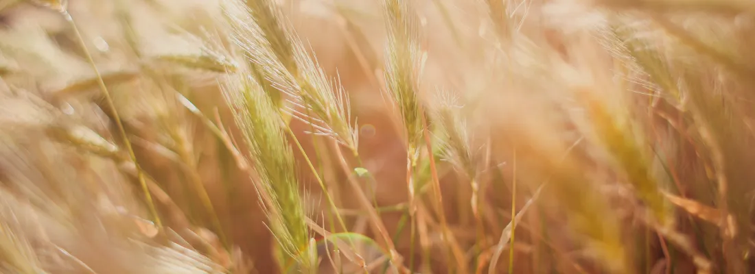 barley