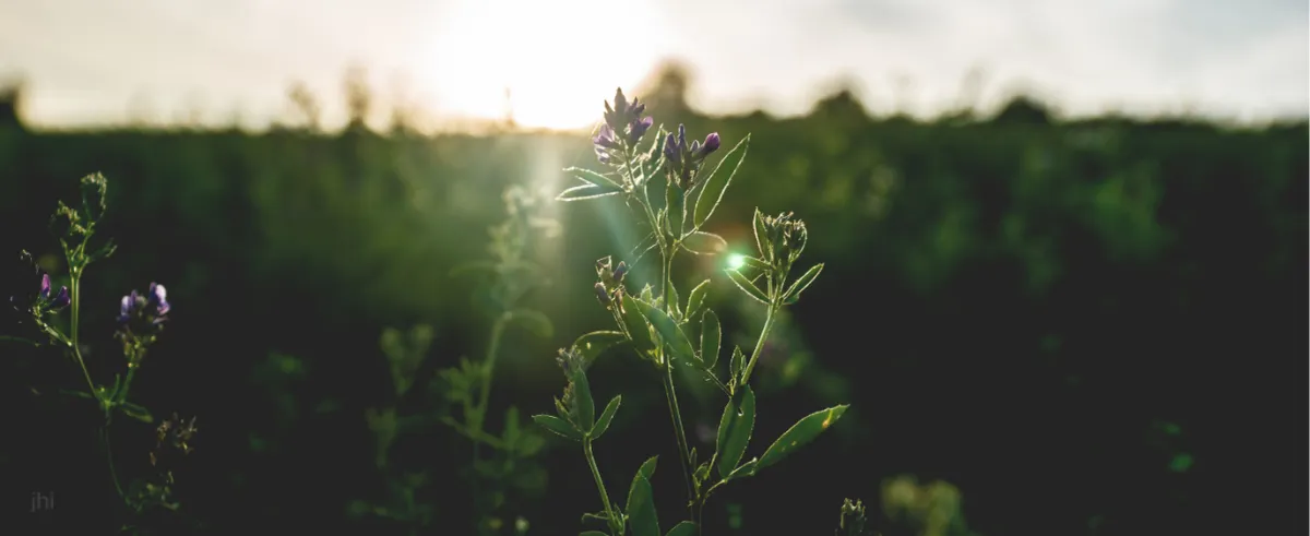 Resiliency and Divine Intervention