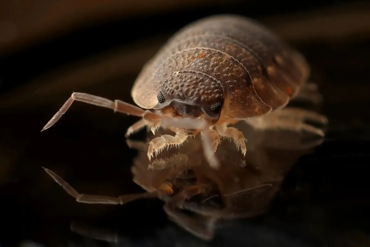 Recognizing the Signs of Termite Infestation in Midlothian
