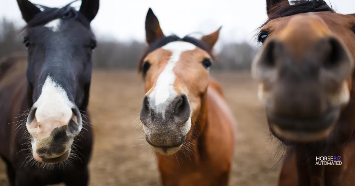 Three horses curiously looking into the camera with a blurred background