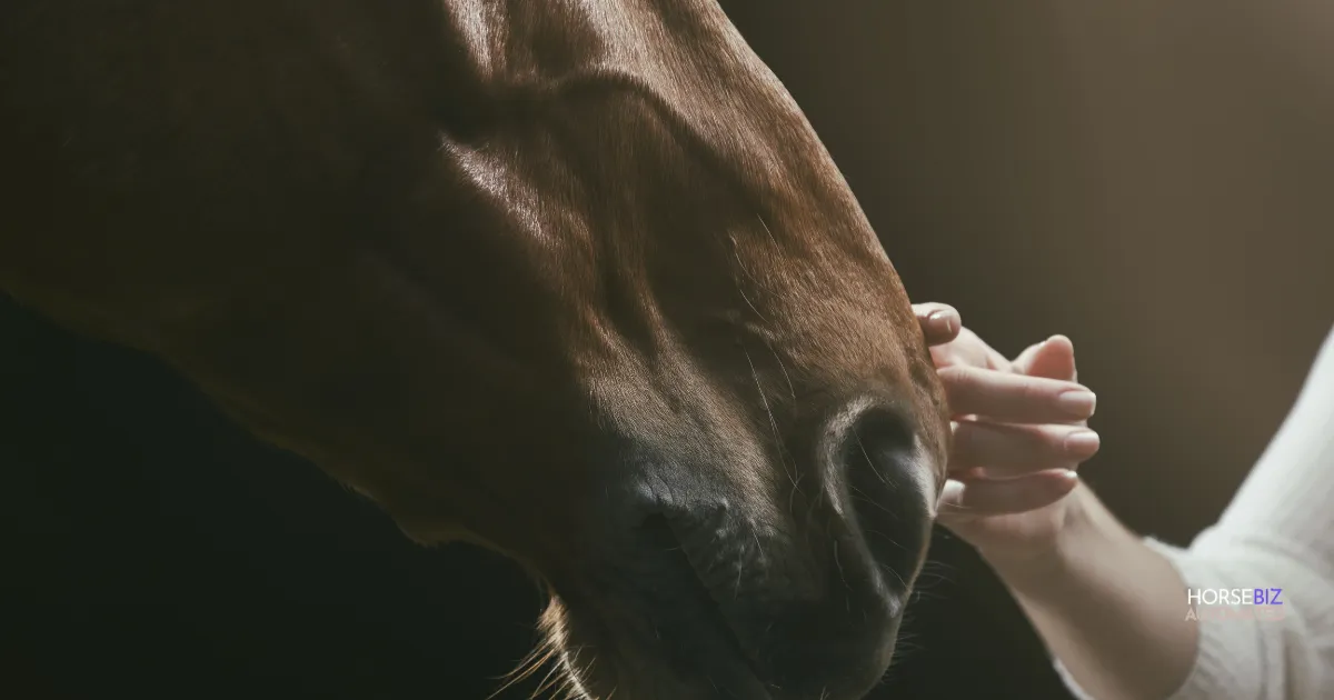 Horse, love, owner