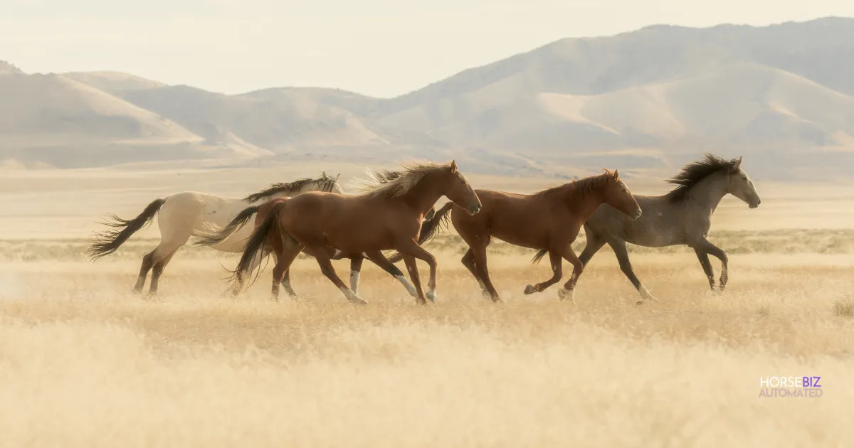 Horses running