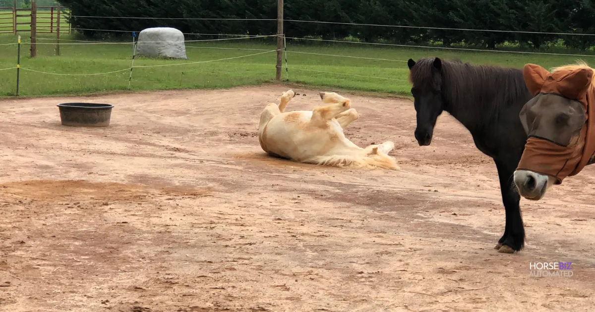 Horse rolling in dirt