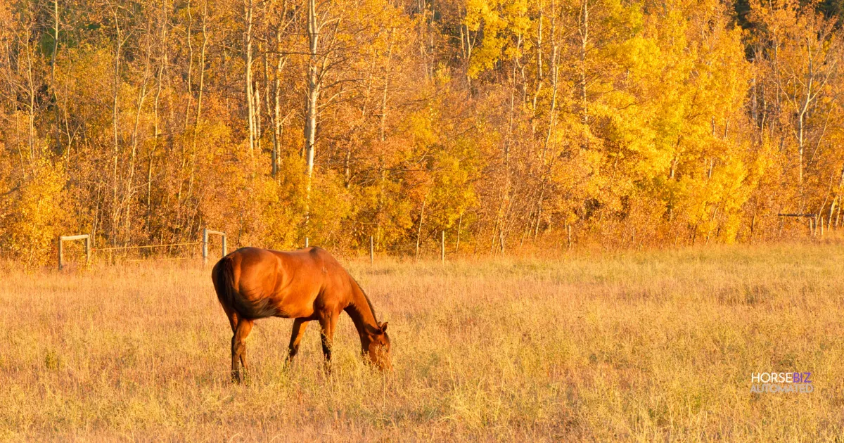 Horse in field