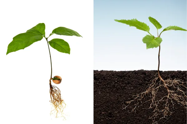 Is Your Natural Leadership Default Rooted in Scarcity or Abundance?