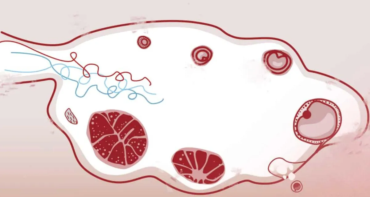 Ovulation, the egg develops