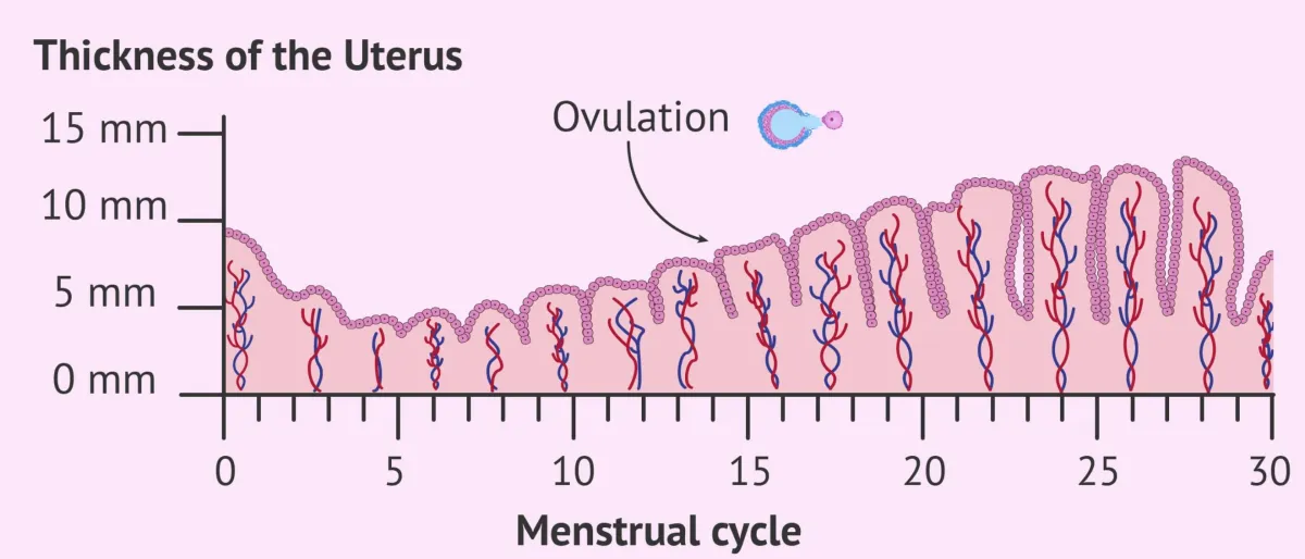 Endometrium and Implamtation