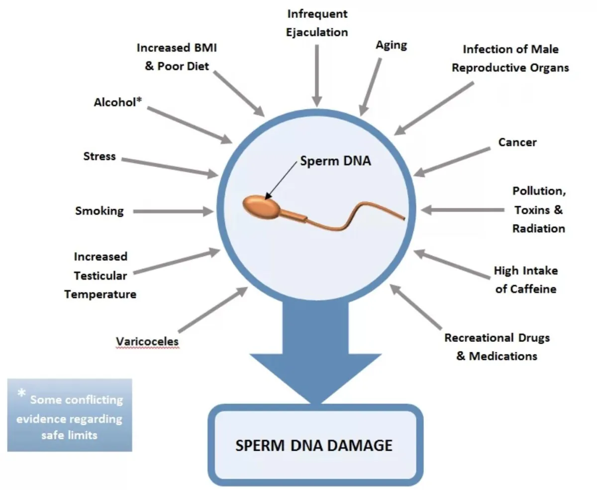 Sperm