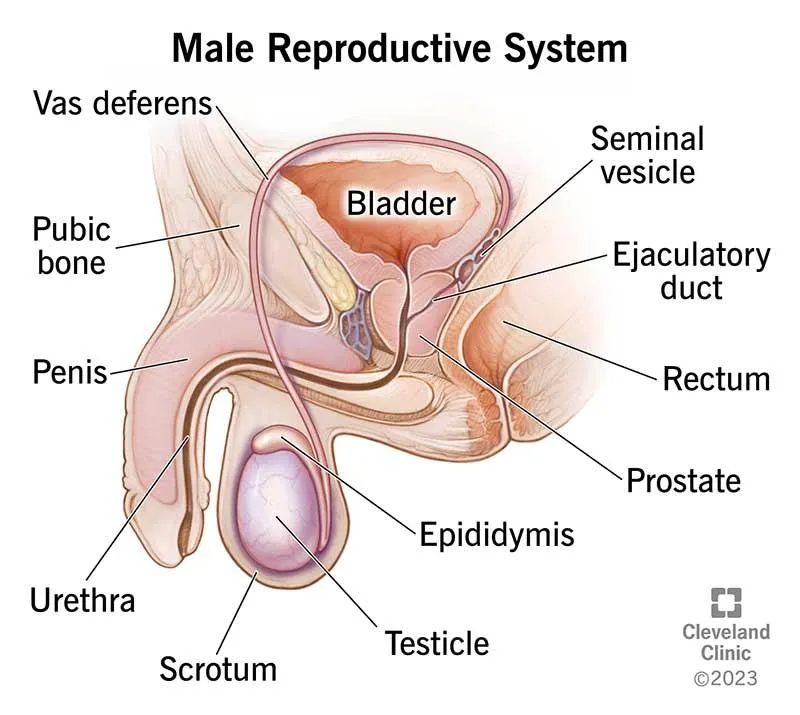 male anatomy