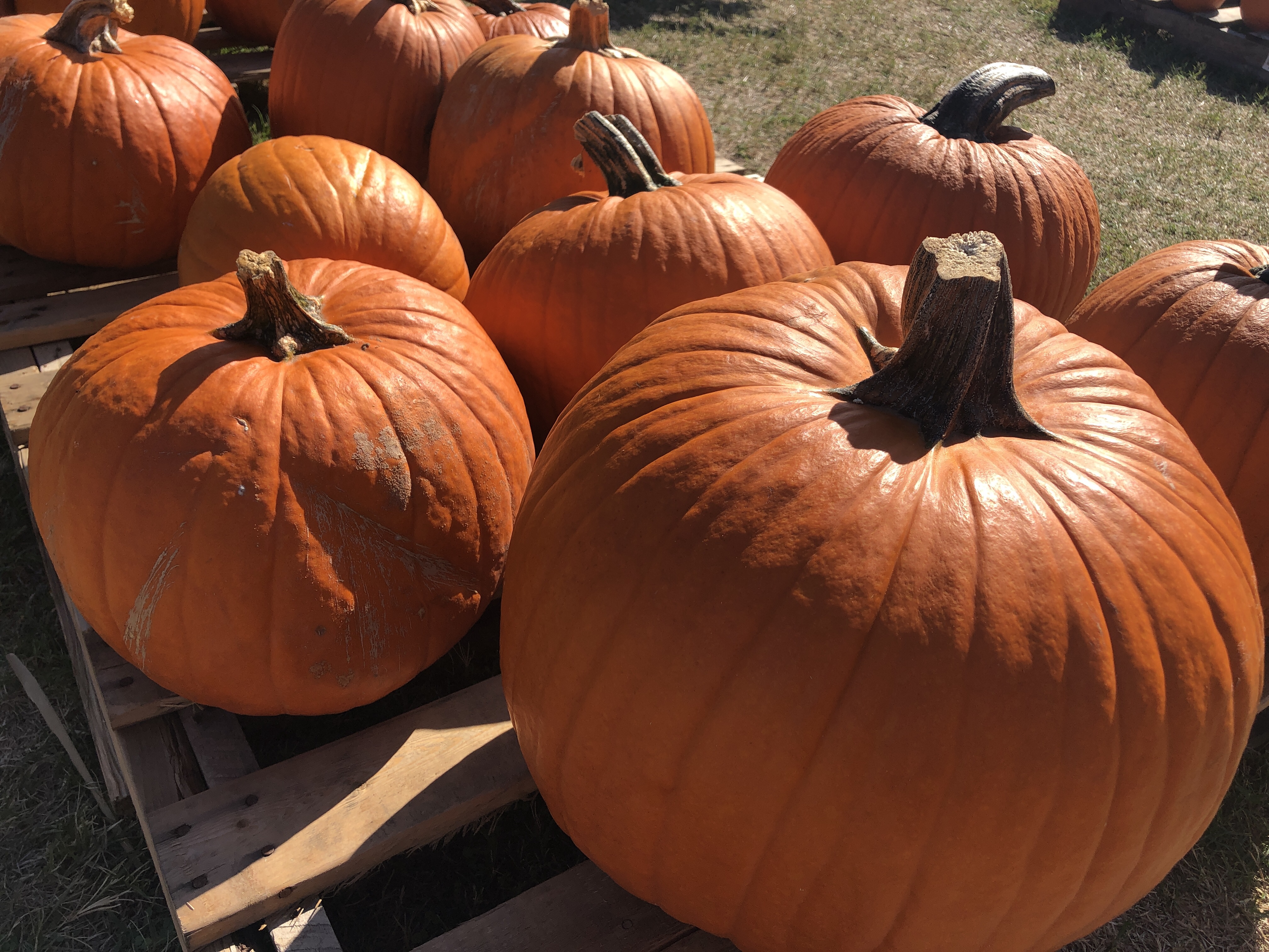 Imperfect Pumpkin