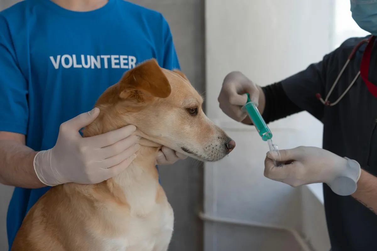 Midland Animal Clinic
