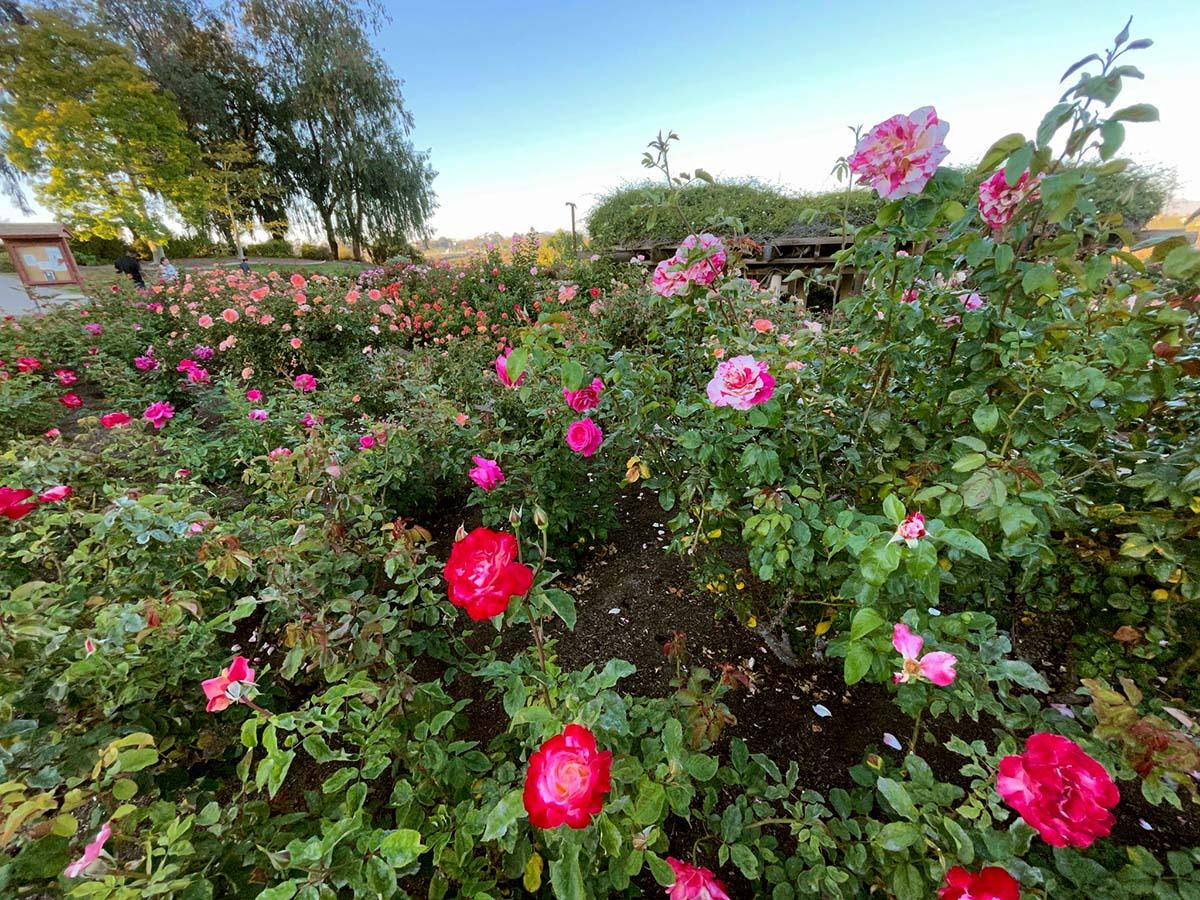 Blooming Beauty at Balboa Park Rose Garden