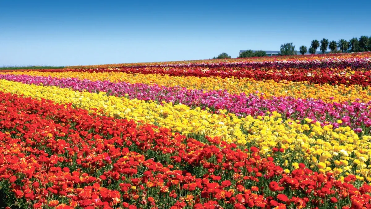 Blooming Bliss at The Flower Fields at Carlsbad Ranch