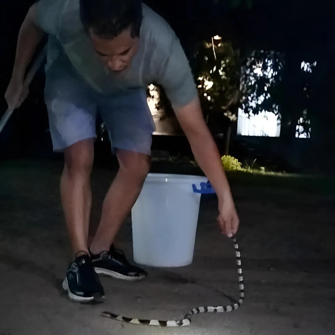 Snake rescue