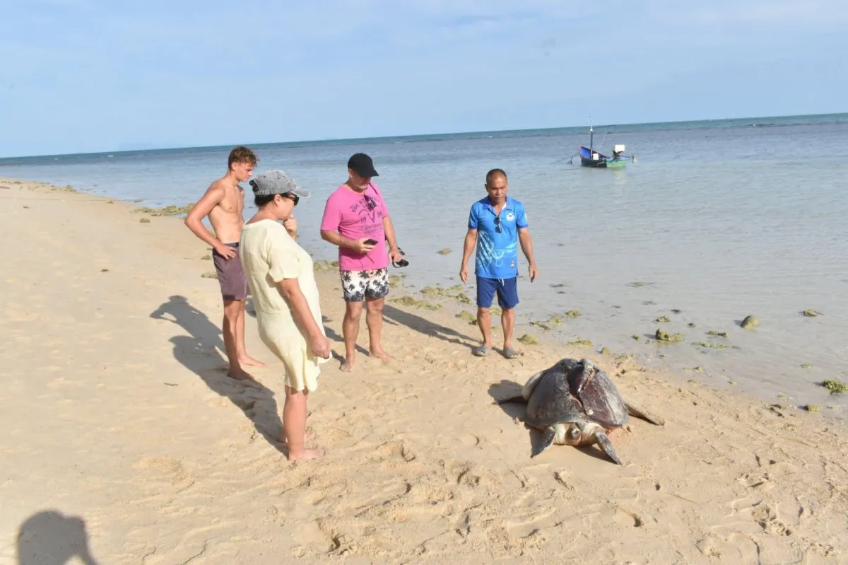 a large green sea turtle discovery on Bantai Beach