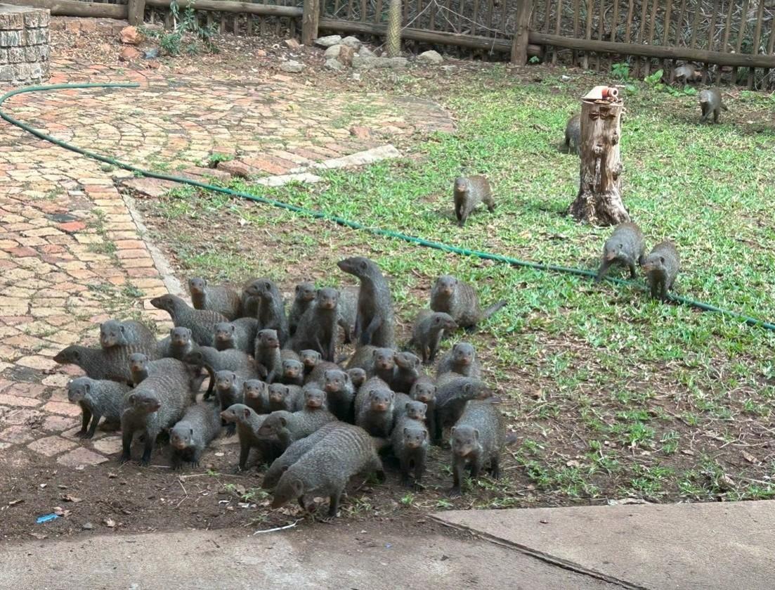 So Many Mongoose!