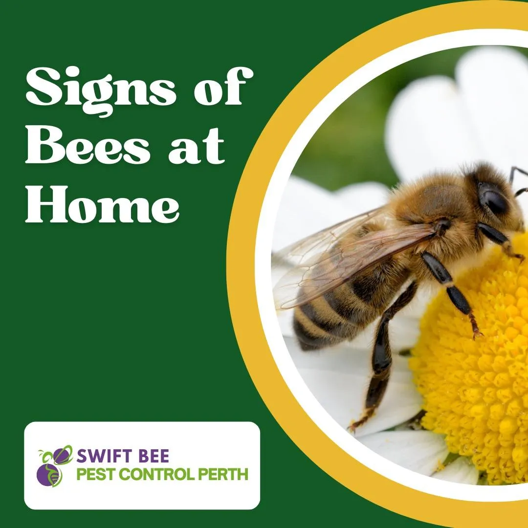 Signs of a Bee Infestation in Your Home