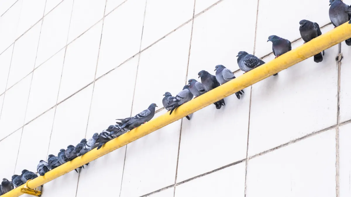 birds are sitting on a railing of a commercial building