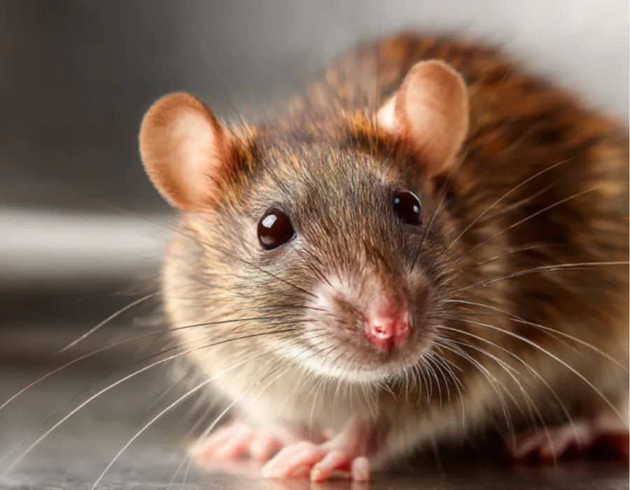 an image of a rat