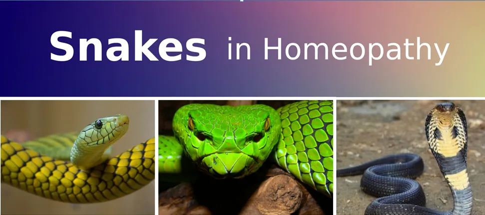 Homeopathic Snake Remedies: What They Are, Why They’re Safe, and How They Heal